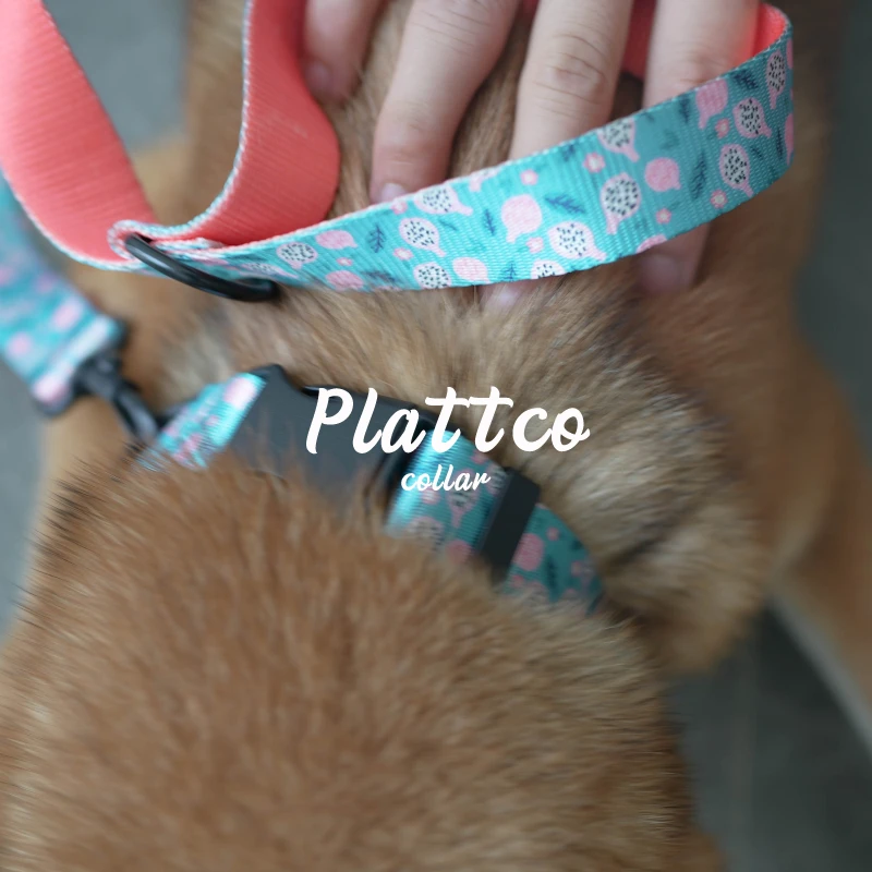 PLATTCO הכלב קולר רצועה להגדיר צבע של PITAYA להקניט במהירות מנותק אילוף כלבים צווארון טדי בישון קטן 5 גדלים PDC323