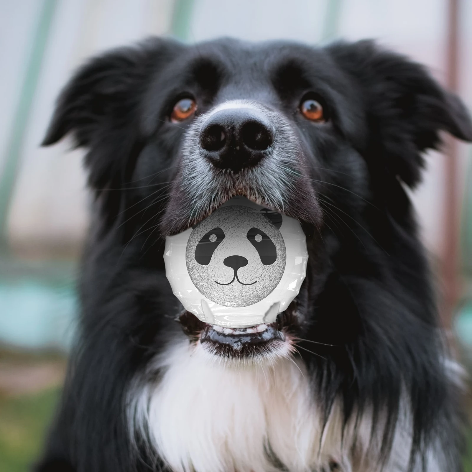 סקוויקי כלב צעצועים אגרסיבי לועסי אינטראקטיבי כלבים חתולים הכדור צעצועים כלב הצעצוע המצפצף על מקורה חתולים/כלבים זוהר אינטראקטיבי