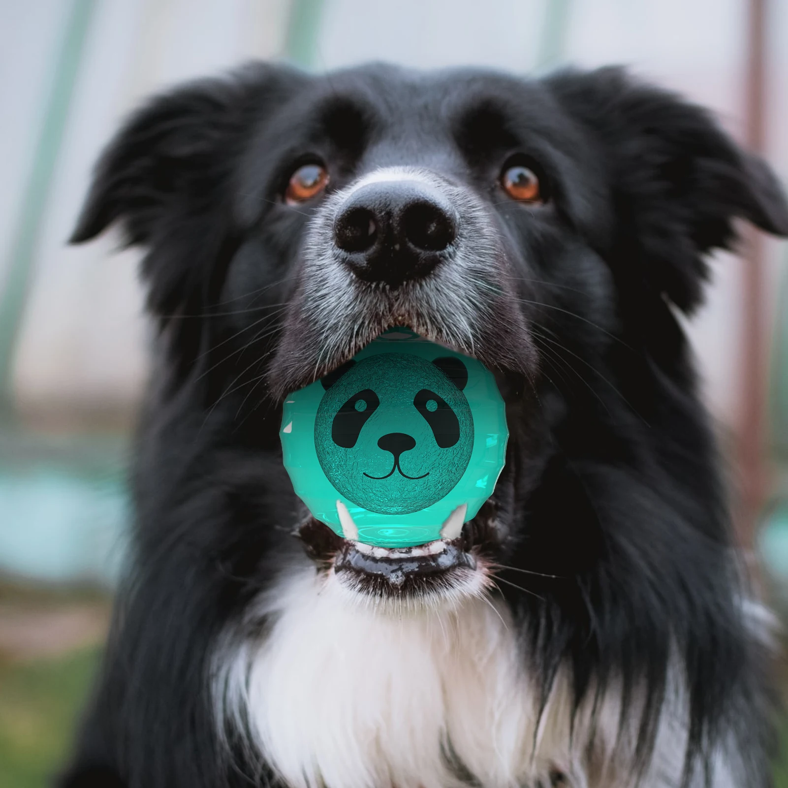 סקוויקי כלב צעצועים אגרסיבי לועסי אינטראקטיבי כלבים חתולים הכדור צעצועים כלב הצעצוע המצפצף על מקורה חתולים/כלבים זוהר אינטראקטיבי