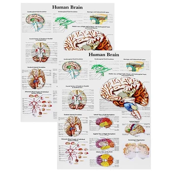 המוח פוסטר אנטומיה, 2 חבילת למינציה המוח האנושי תרשים, רפואה מדריך עזר מהיר, אנושי.